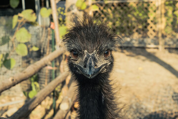 鸸鹋 恐龙的后裔【Emu Bird, Living Descendant of Dinosaurs】