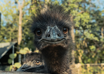鸸鹋 恐龙的后裔【Emu Bird, Living Descendant of Dinosaurs】
