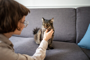 Woman soothing and cuddling distracted cat watching something on side. Female softly petting domestic cat resting on living room couch and looking away, consoling feline, mischief animal curiosity
