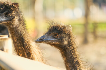 鸸鹋 恐龙的后裔【Emu Bird, Living Descendant of Dinosaurs】