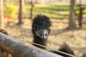 鸸鹋 恐龙的后裔【Emu Bird, Living Descendant of Dinosaurs】