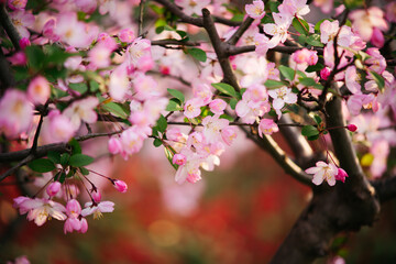 Obraz premium Blooming pink crabapple flowers on a branch in spring sunlight