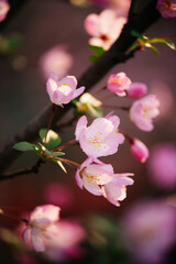 Obraz premium Close-up of pink crabapple flower in spring sunlight with soft focus background