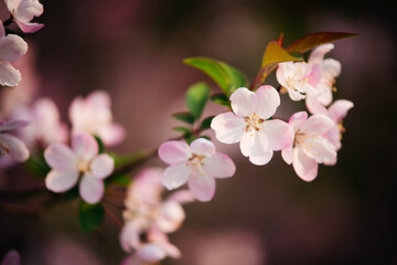 Obraz premium Close-up of pink crabapple flower in spring sunlight with soft focus background