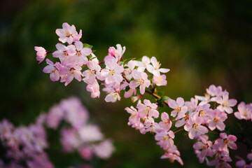 Obraz premium Pink crabapple flowers blooming on branch with green bokeh background