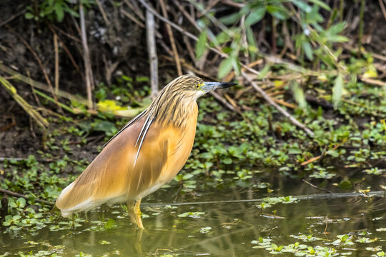 squacco heron  (Ardeola ralloides)
