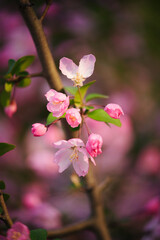 Fototapeta premium Close-up of pink crabapple flowers and buds in bright spring sunlight