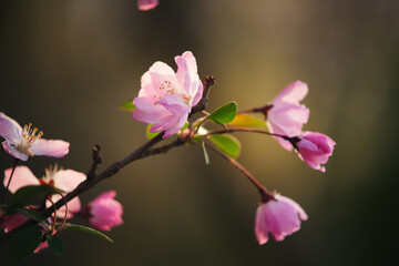 Obraz premium Close-up of pink crabapple flowers and buds in bright spring sunlight with soft background