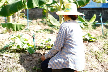 Woman in traditional hat tending to vegetable garden surrounded by banana trees in bright sunlight, showcasing rural farming practices and outdoor lifestyle