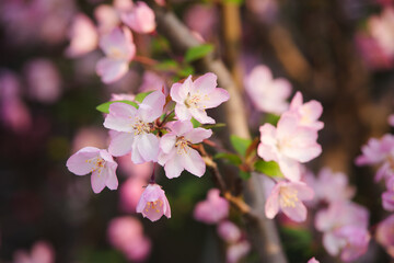 Obraz premium Pink crabapple blooming in spring sunlight