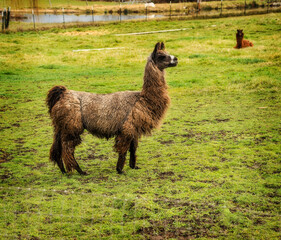 llama in the grass © J. Lee