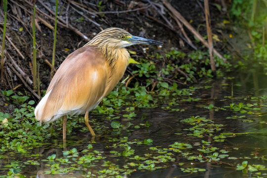 squacco heron  (Ardeola ralloides)
