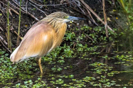 squacco heron  (Ardeola ralloides)
