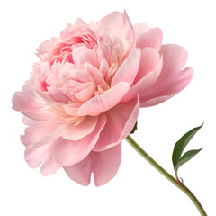 What's your favorite flower? on transparent background