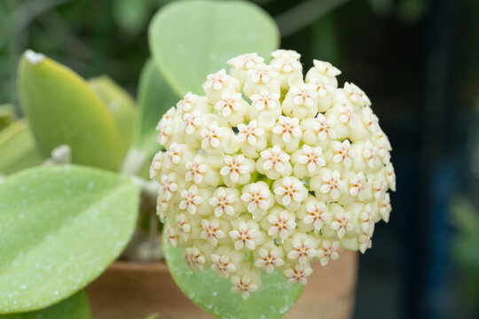 ホヤ・パキクラダ  Hoya pachyclada
