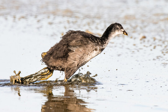 common coot (Fulica atra)