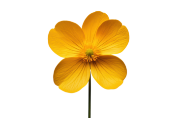 Simple yellow dandelion flower illustration on neutral white background isolated on transparent background