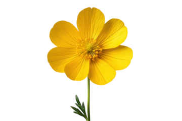 Close-up of yellow dandelion flower against bright white background isolated on transparent background