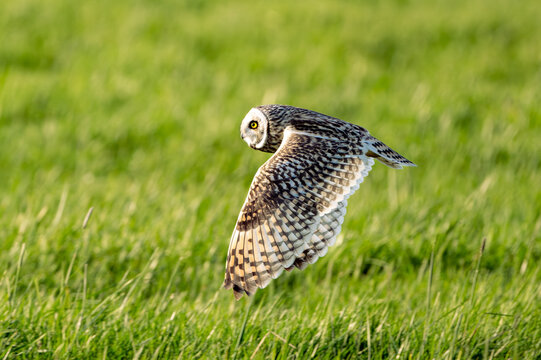 Sumpfohreule (Asio flammeus )