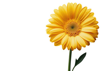 Naklejka premium Simple yellow tulip floral illustration on bright white background isolated on transparent background