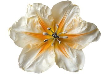 Bright yellow tulip blossom standing on plain white background isolated on transparent background