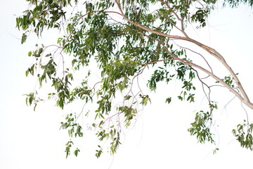 Fototapeta premium Lush Green Leaves Against Bright White Background Evoking a Sense of Calm and Serenity in Nature, Perfect for Nature Themes and Wellness Concepts