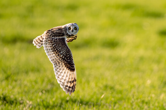 Sumpfohreule (Asio flammeus )