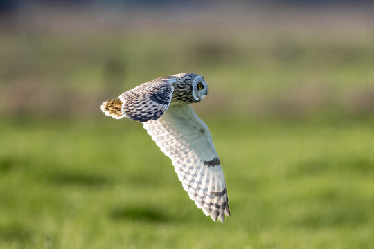 Sumpfohreule (Asio flammeus )