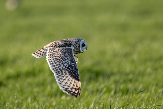 Sumpfohreule (Asio flammeus )