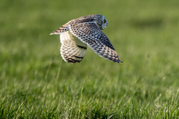 Fototapeta premium Sumpfohreule (Asio flammeus )