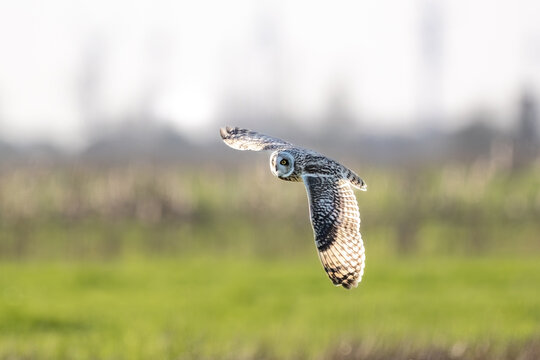 Sumpfohreule (Asio flammeus )