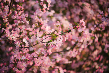 Obraz premium Pink crabapple flowers blooming on branches in spring garden