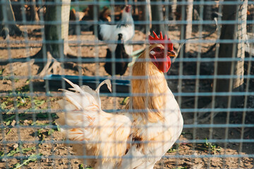 养殖场鸡群【Chickens at Poultry Farm】
