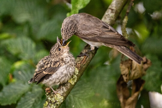 spotted flycatcher (Muscicapa striata)
