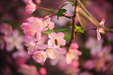 Obraz premium Close-up of a bee pollinating pink crabapple blossom in spring sunlight