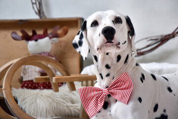 Confused dalmatian dog in a bowtie closeup