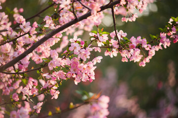 Obraz premium Pink crabapple flowers on branches in bright spring sunlight