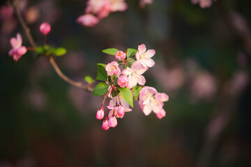 Obraz premium Pink crabapple blossom in spring sunlight