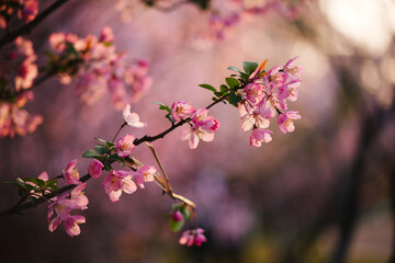 Fototapeta premium Pink crabapple flowers in spring sunlight
