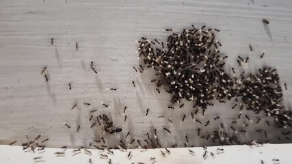 An ant nest with many small, adult ants swarming around the nest. The ants crawl around and search for food.