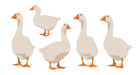 Obraz premium Group of five domestic white geese standing and looking in different directions depicted in a clean and simple flat vector illustration.