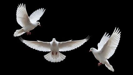 Obraz premium Three white doves flying with open wings against a black background, representing peace, freedom, purity, and spiritual concepts with elegant motion and contrast