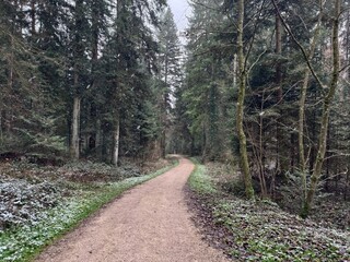 Narrow winding path through a dense pine forest during first snowfall in winter.