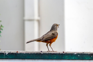 Sabi&aacute; IMG_2400