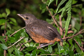 Sabi&aacute; IMG_2404