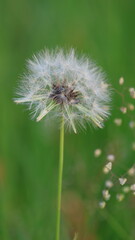 Fototapeta premium Close-Up of Dandelion Seed Head Against Soft Green Background