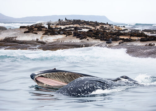 A humpback whale feeds with its mouth open (mouth modifications called baleen) in the background groupof seal - Knysna,  South Africa.