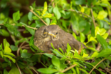 Sabi&aacute; Laranjeira IMG_2384