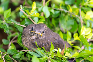 Sabi&aacute; Laranjeira IMG_2385