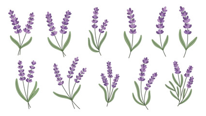 Obraz premium multiple flower and branch variations